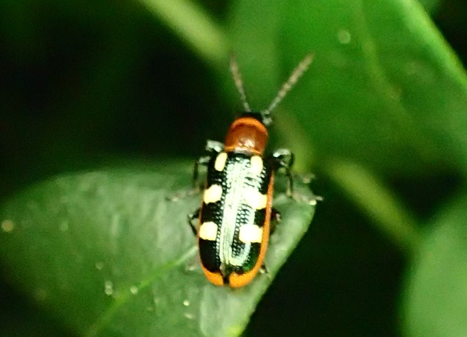 Coleotterino variopinto:  Crioceris asparagi (Chrysomelidae)