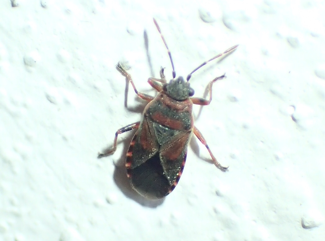 Lygaeidae: Arocatus melanocephalus