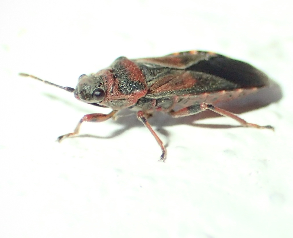 Lygaeidae: Arocatus melanocephalus