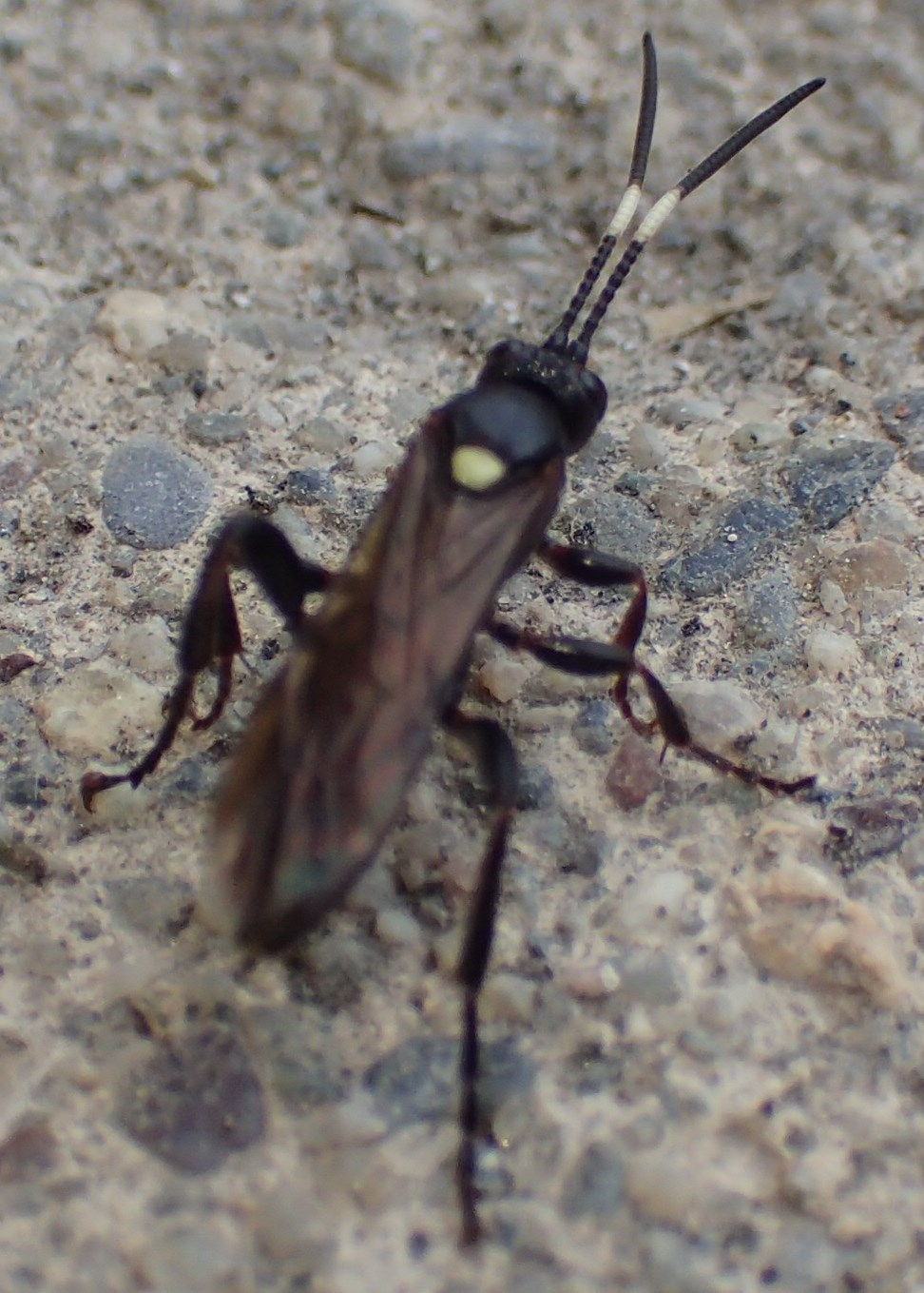 Ichneumonidae?  S