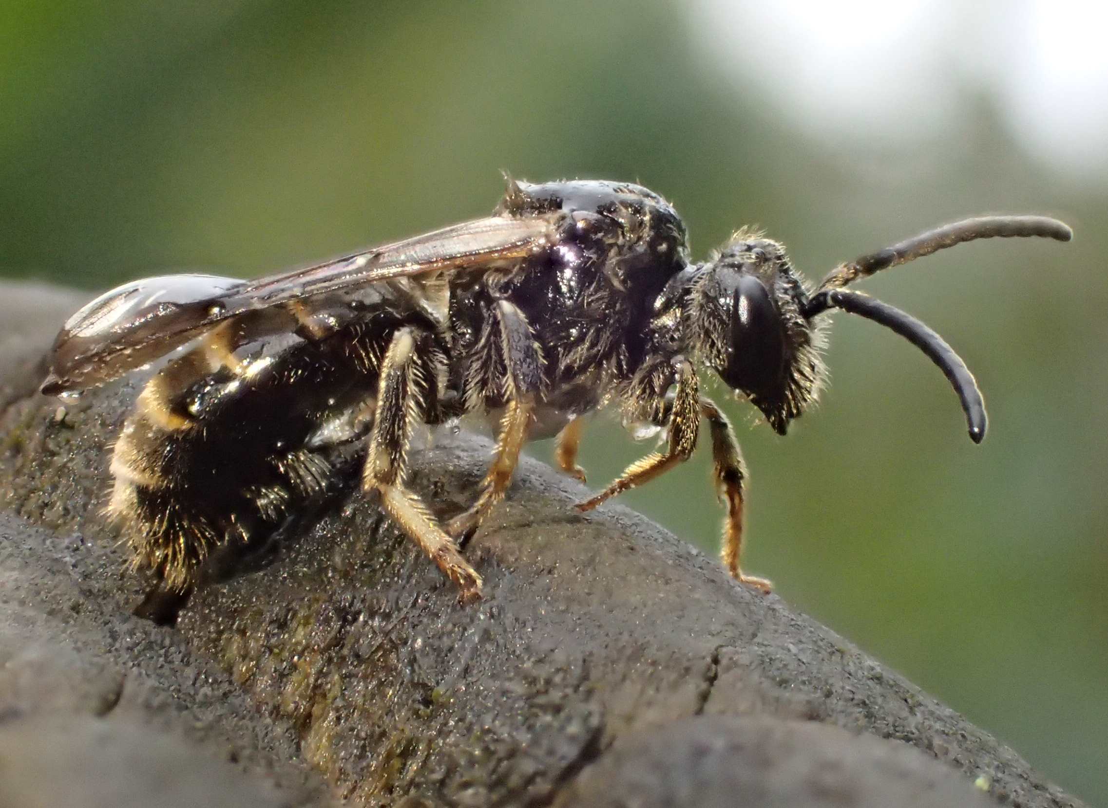 Apina bagnata: Lasioglossum sp.  (Apidae Halictinae), femmina