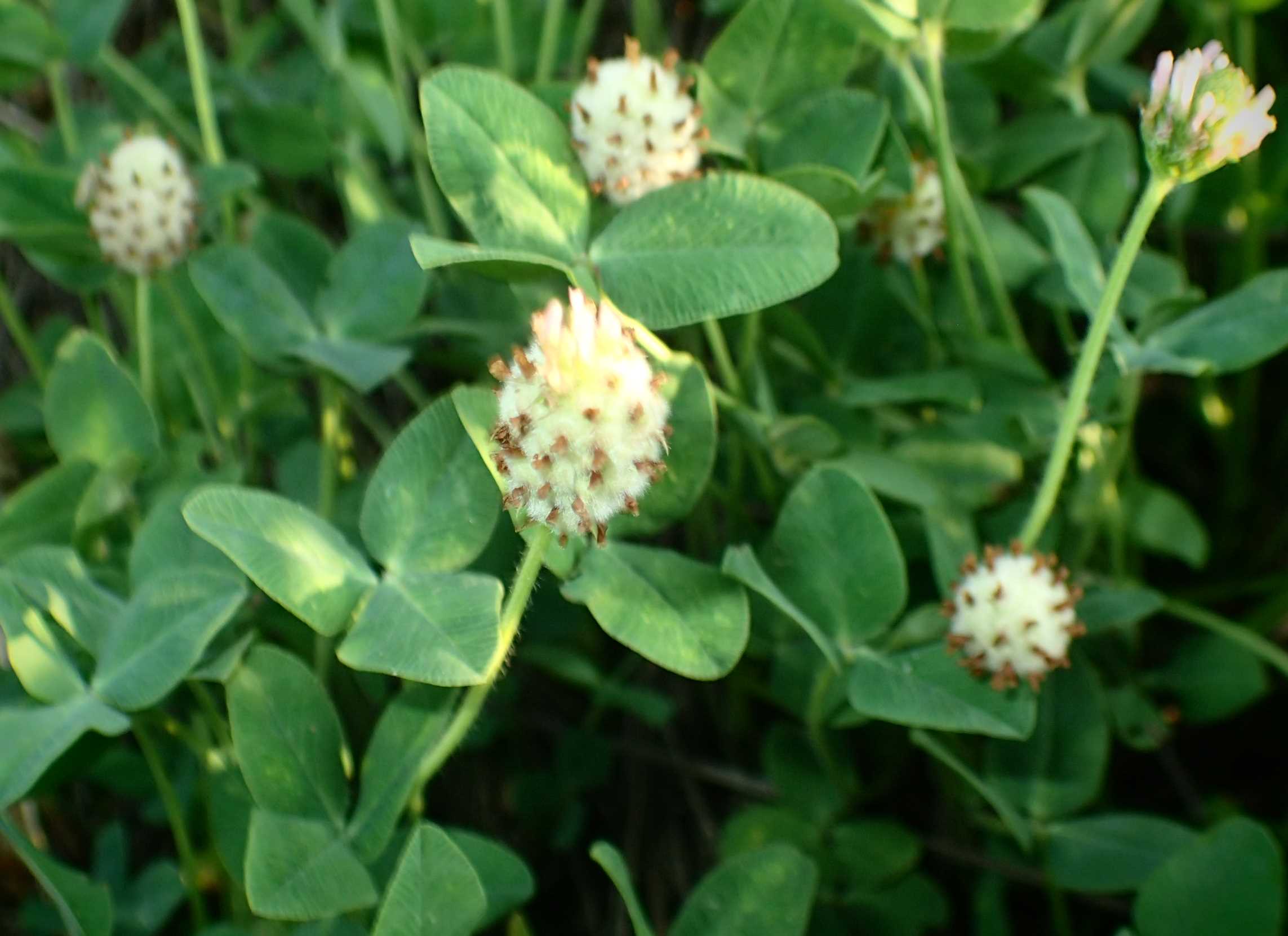 Trifoglio...Trifolium fragiferum