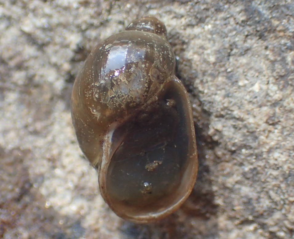 Limneide del Lago Santo parmense