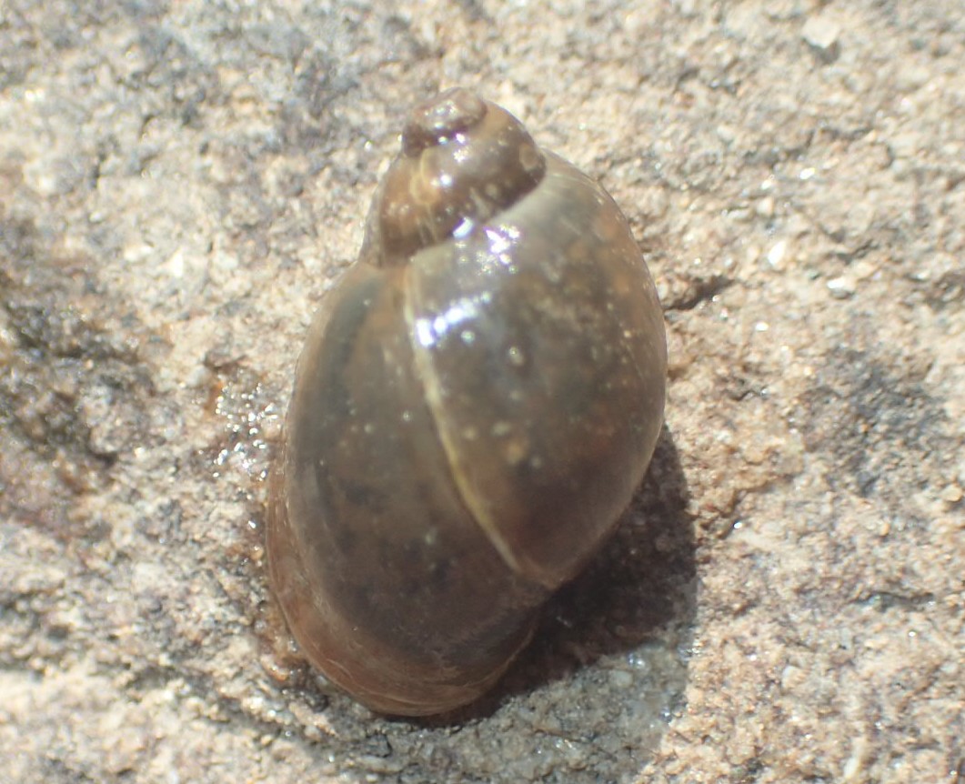 Limneide del Lago Santo parmense