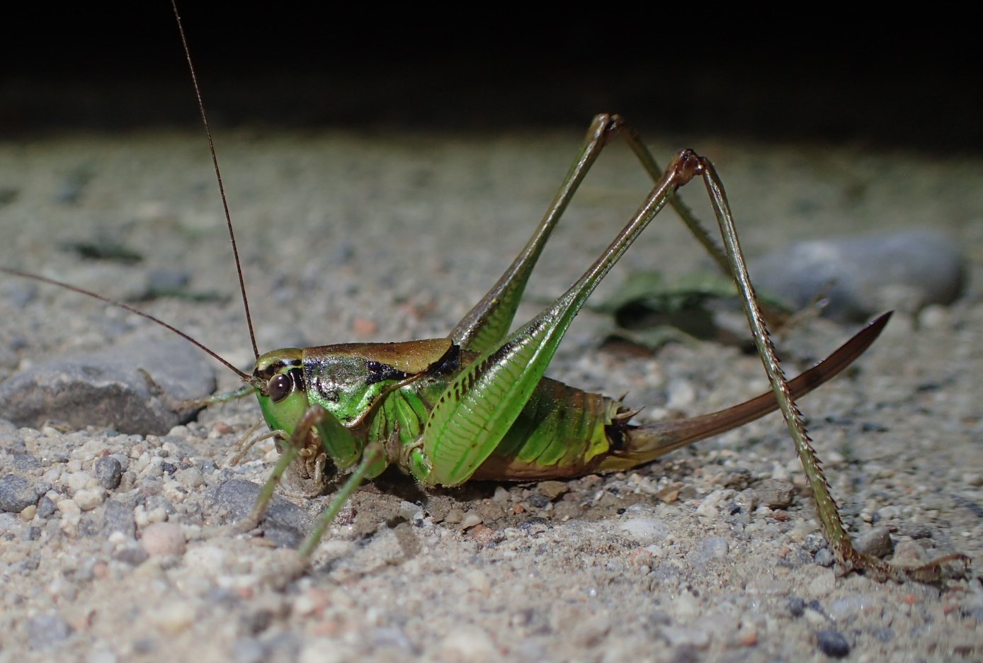 Eupholidoptera ... ? Eupholidoptera cfr. chabrieri