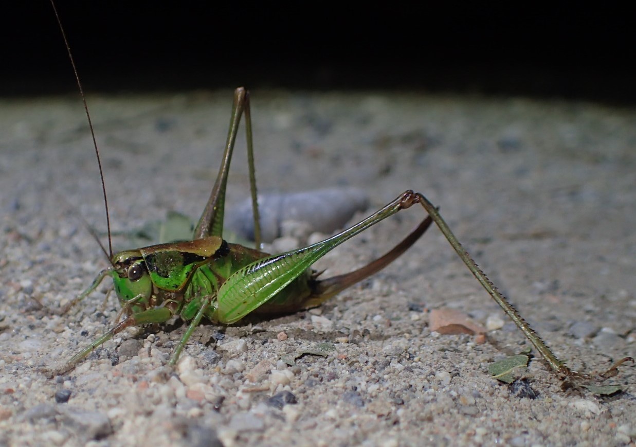 Eupholidoptera ... ? Eupholidoptera cfr. chabrieri