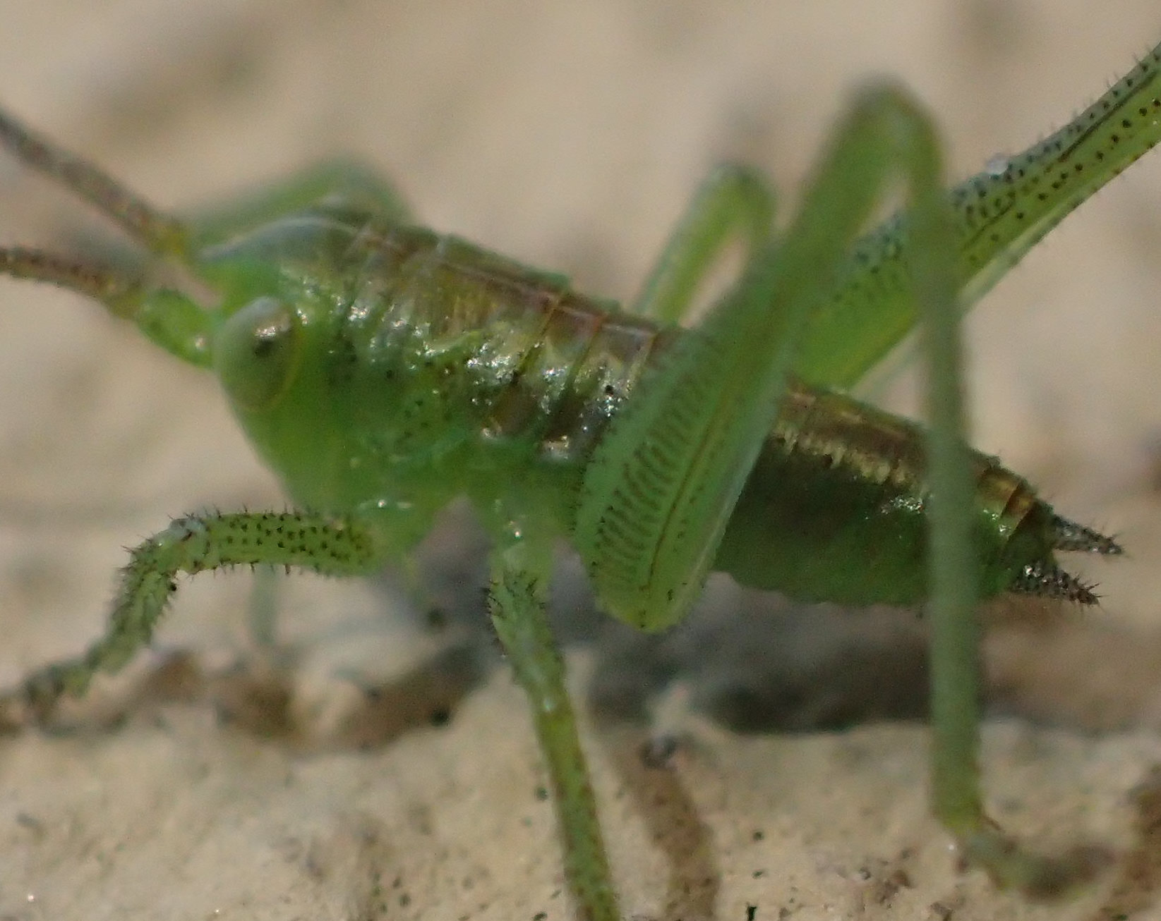 Il mio primo neonato del 2020...Tettigonia viridissima