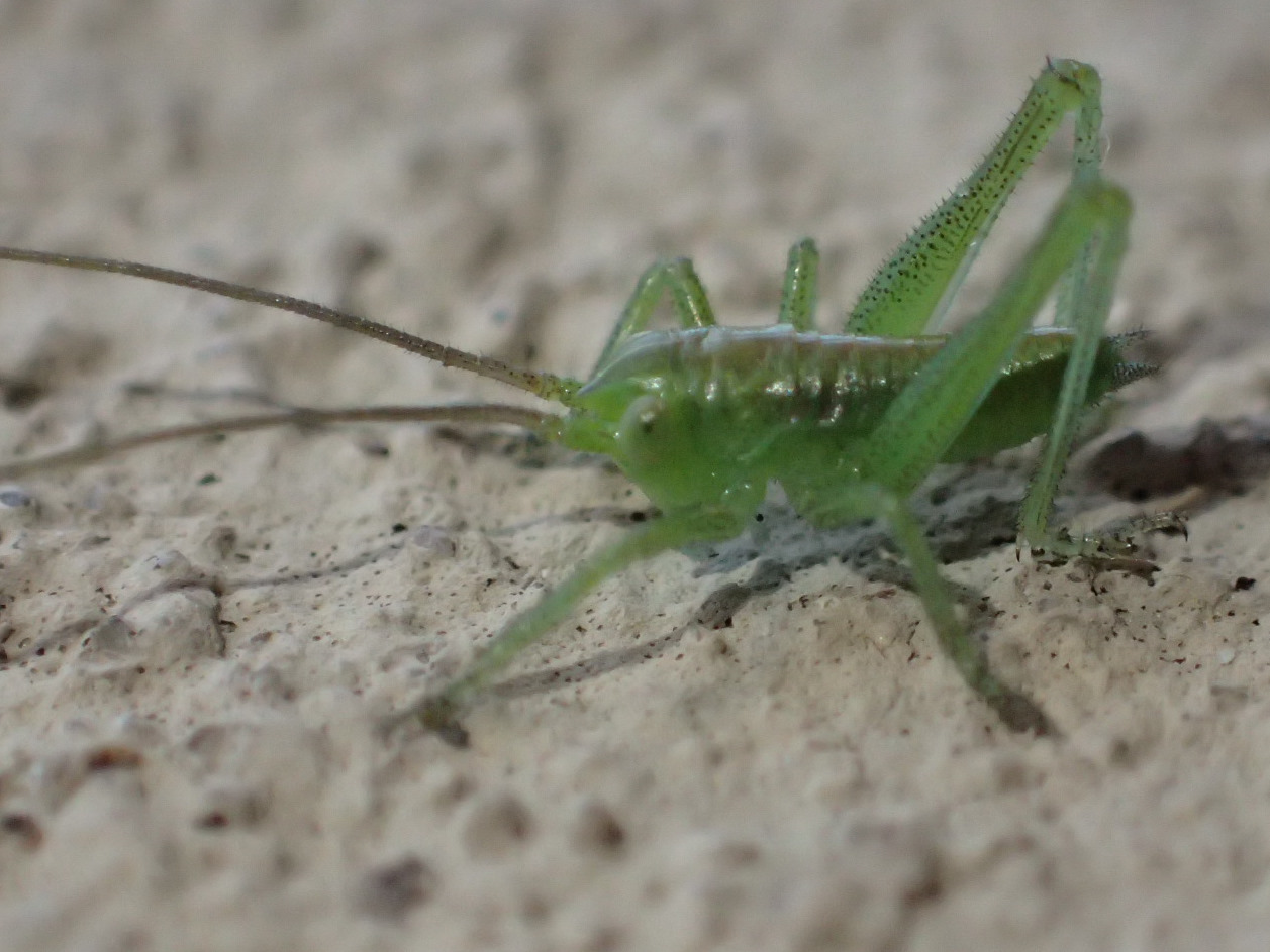 Il mio primo neonato del 2020...Tettigonia viridissima