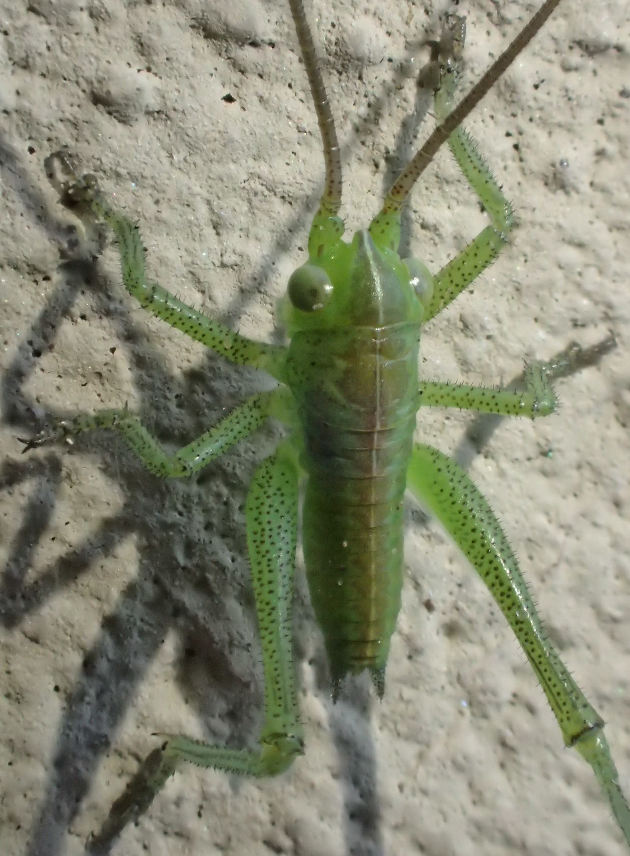 Il mio primo neonato del 2020...Tettigonia viridissima