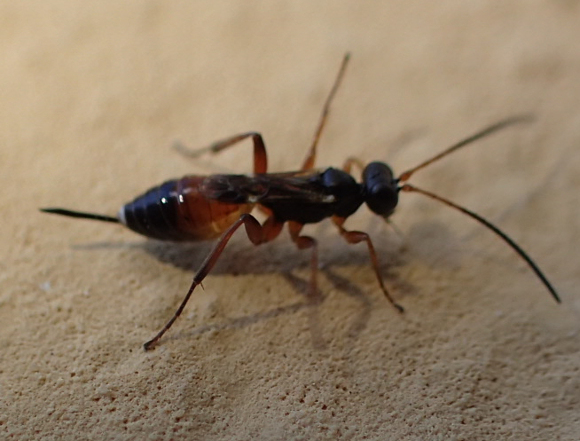 Vespina da identificare