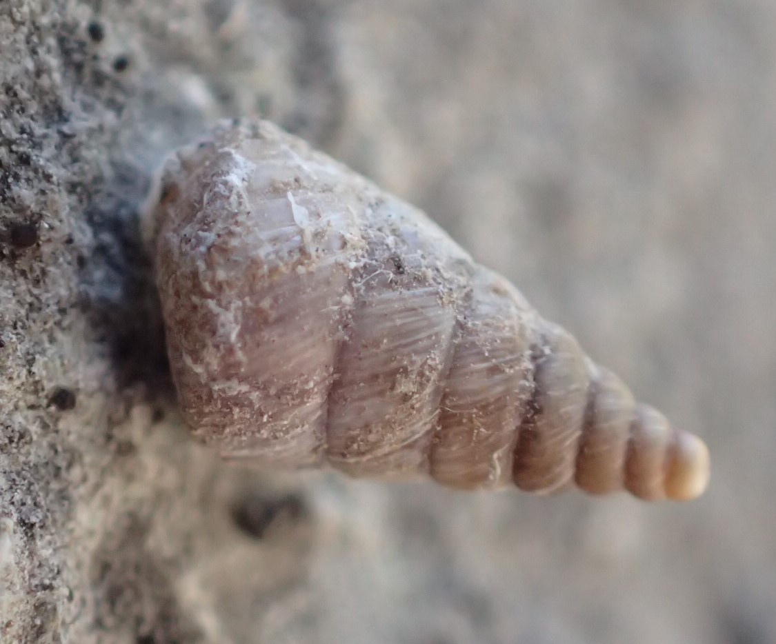 Clausilia biancastra - Solatopupa juliana