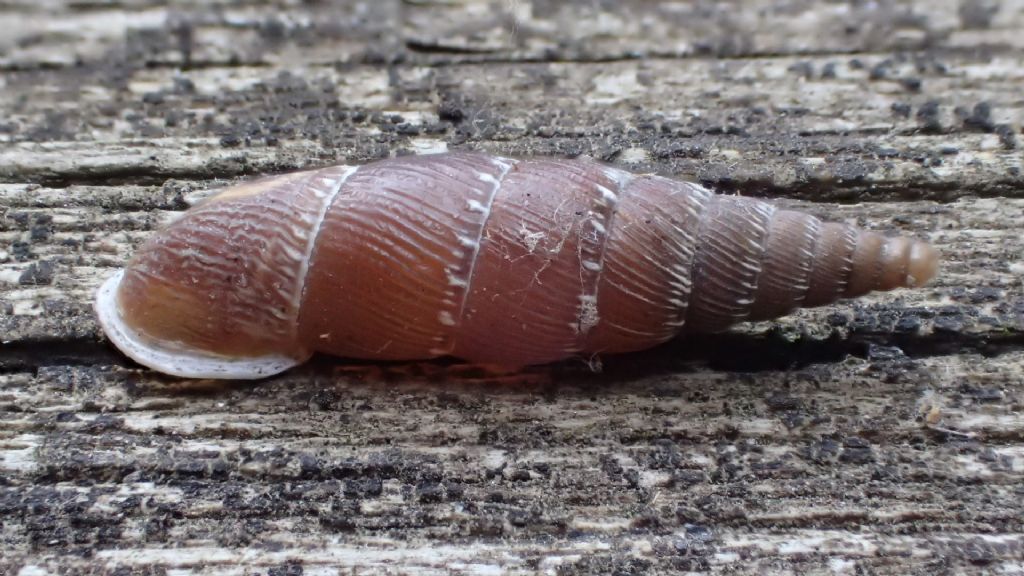 Nel Castello - Clausilia itala punctata