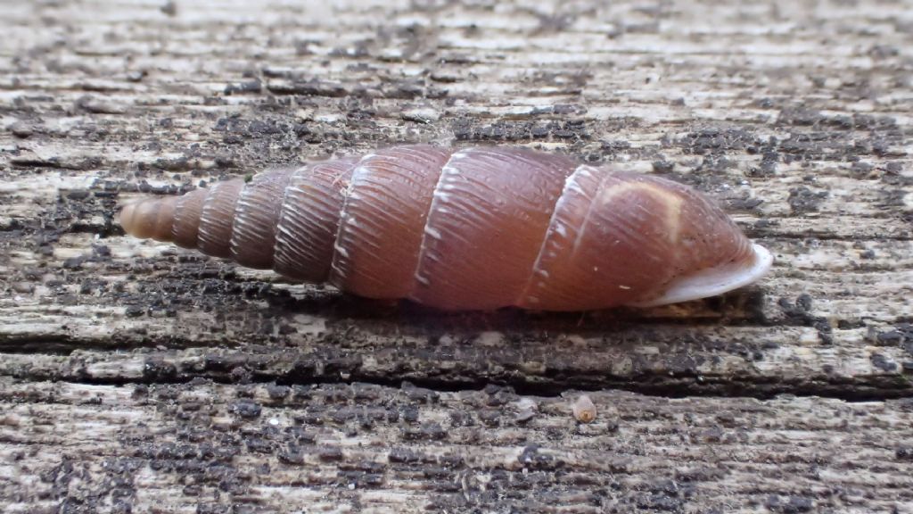 Nel Castello - Clausilia itala punctata