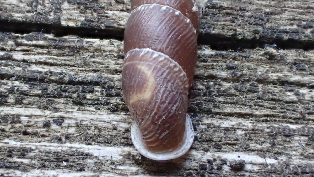 Nel Castello - Clausilia itala punctata