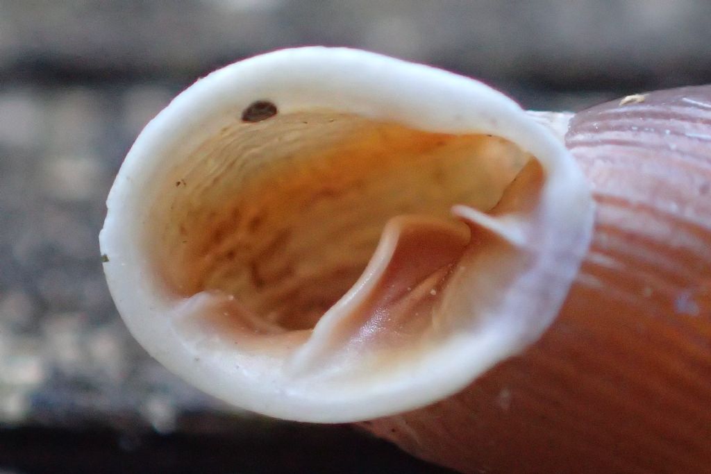 Nel Castello - Clausilia itala punctata