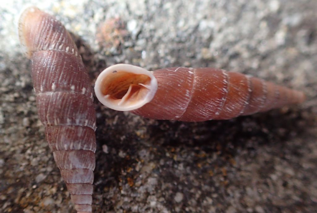 Nel Castello - Clausilia itala punctata