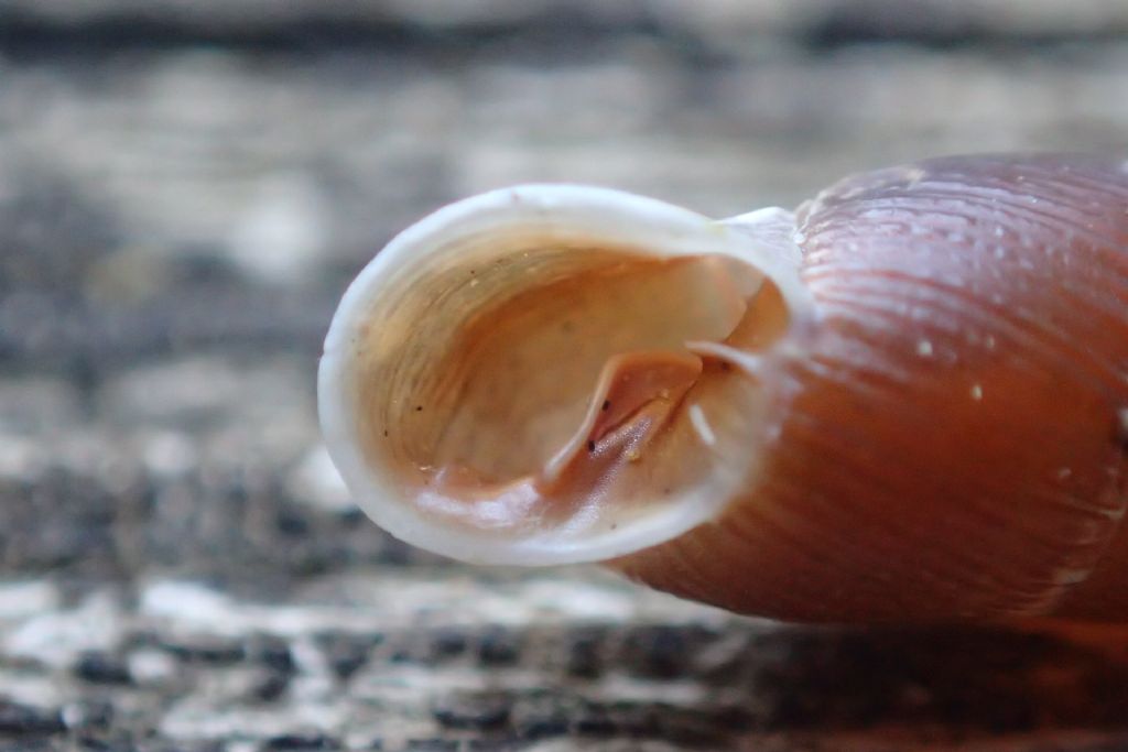 Nel Castello - Clausilia itala punctata