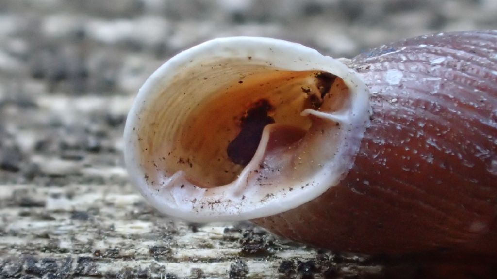 Nel Castello - Clausilia itala punctata