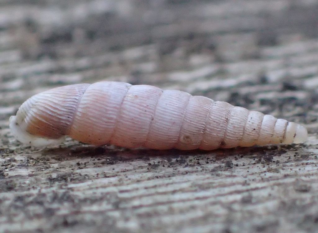 Clausilia?