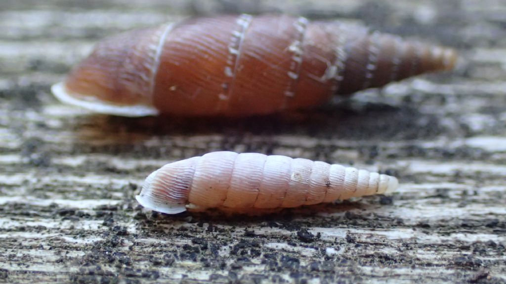 Clausilia?