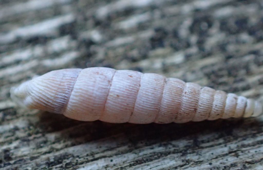 Clausilia?