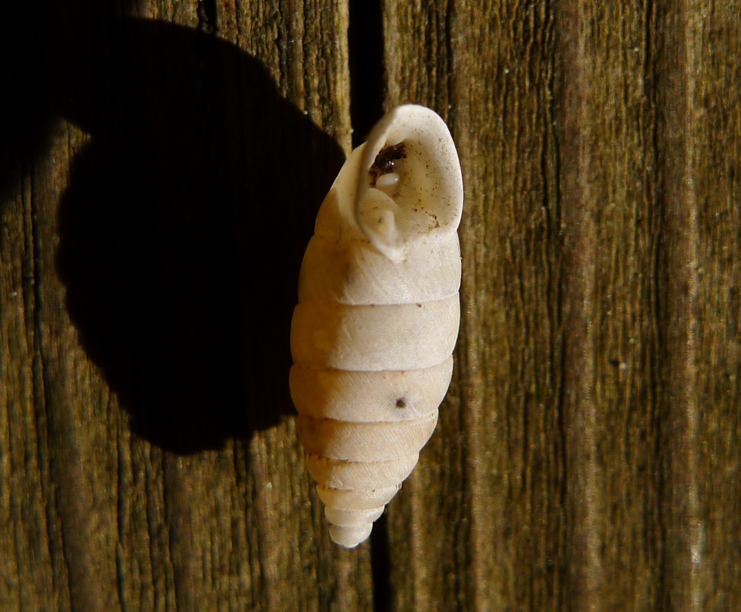 Chondrinidae (credo...)