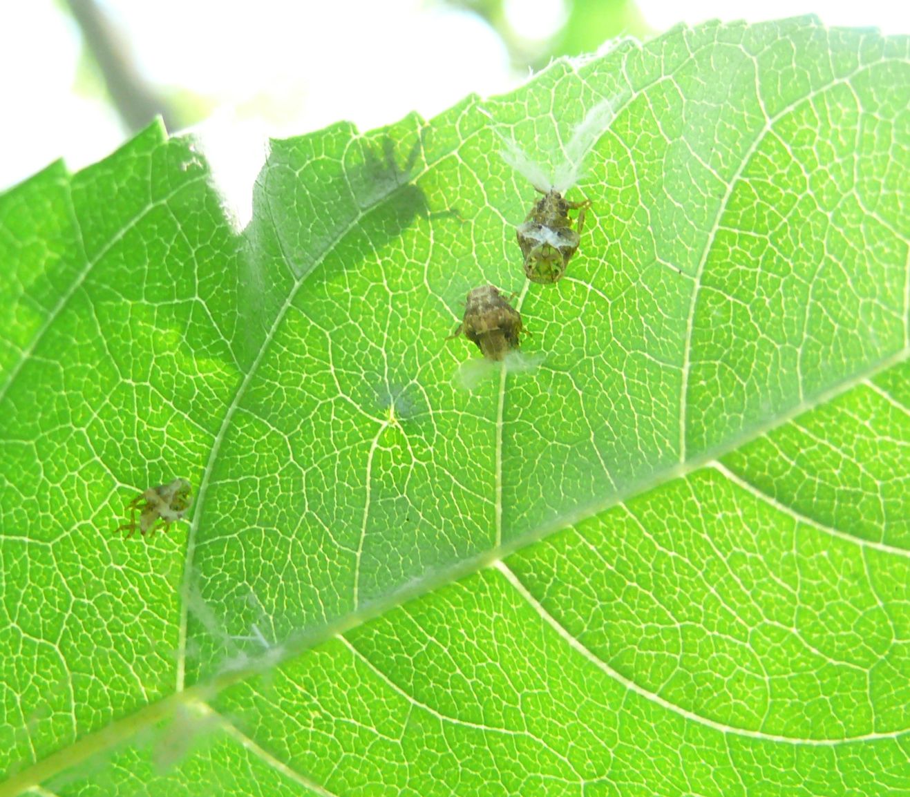 Fulgoromorpha - Acanaloniidae: Acanalonia conica