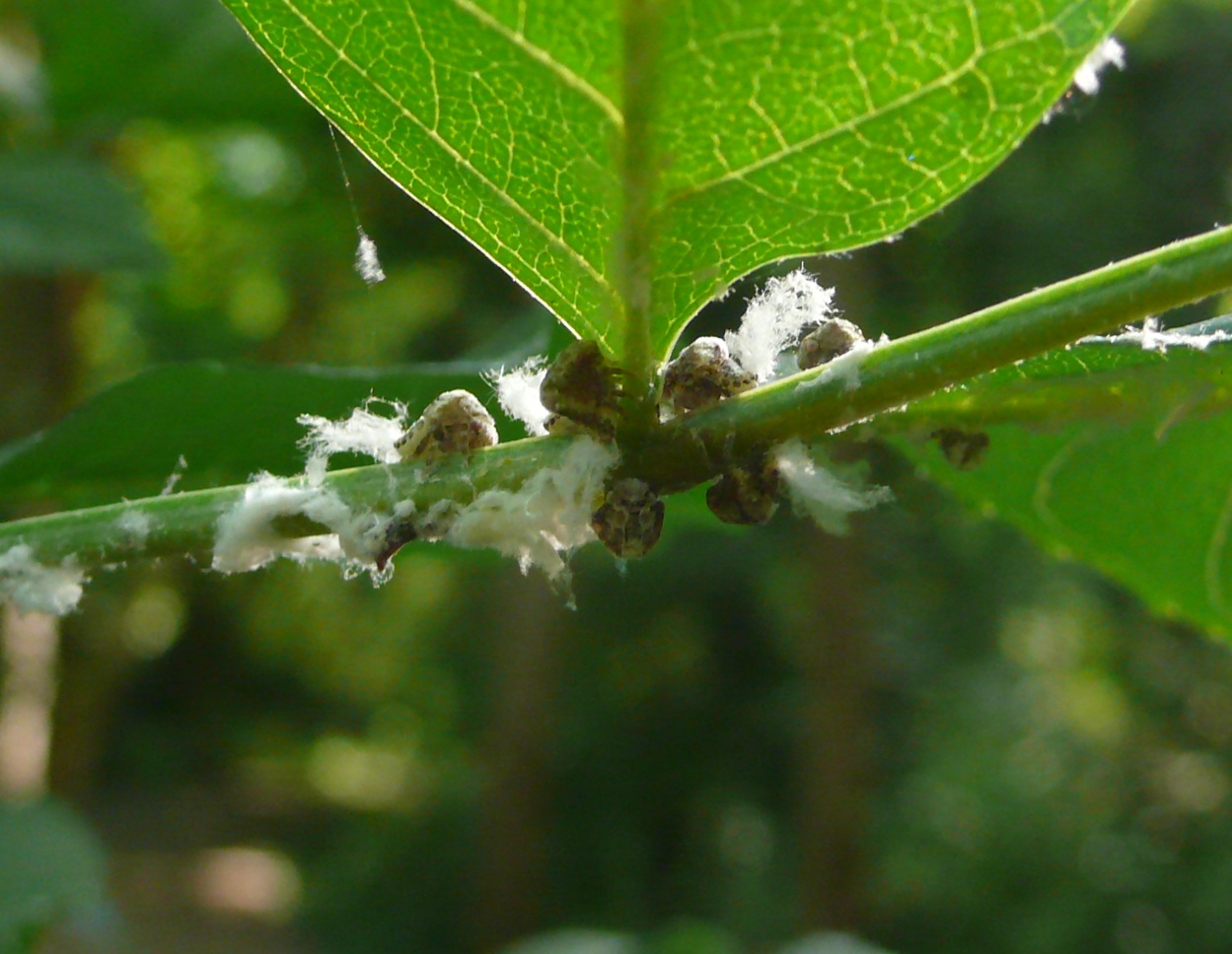 Fulgoromorpha - Acanaloniidae: Acanalonia conica