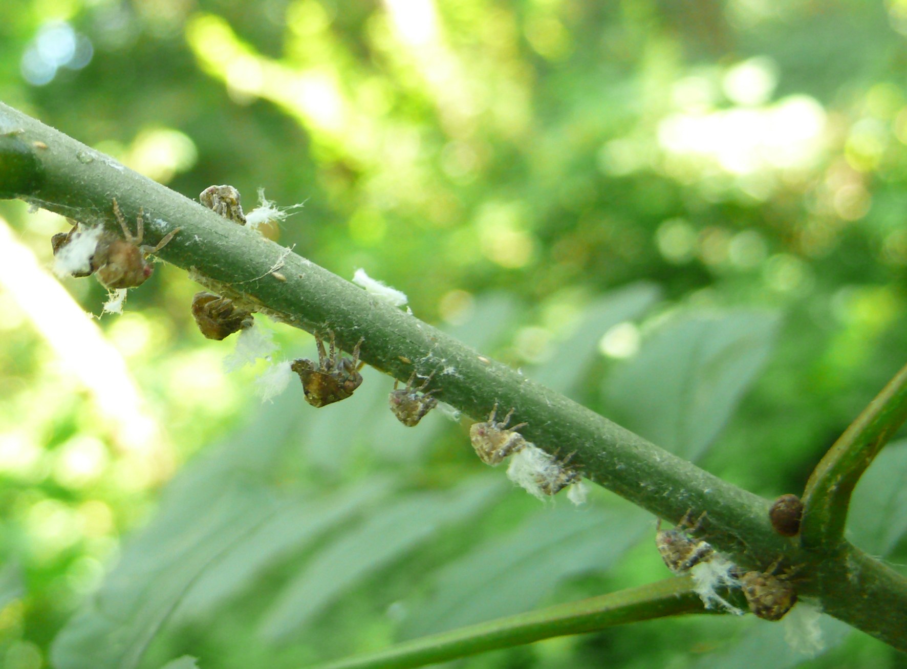 Fulgoromorpha - Acanaloniidae: Acanalonia conica