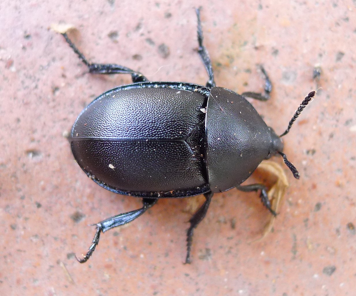 Coleottero terricolo: Ablattaria laevigata, Silphidae