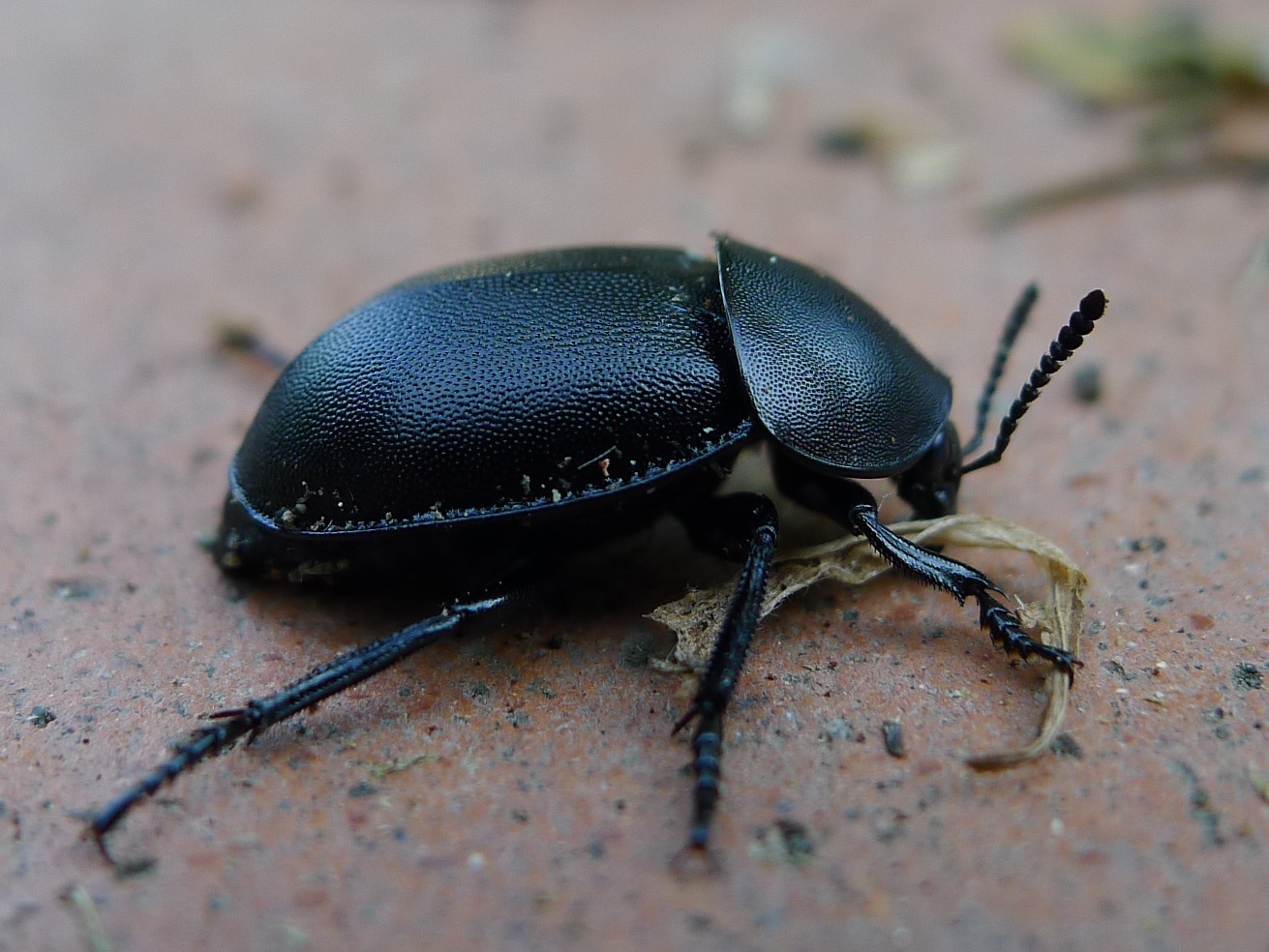 Coleottero terricolo: Ablattaria laevigata, Silphidae