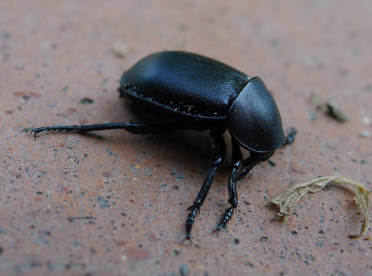 Coleottero terricolo: Ablattaria laevigata, Silphidae