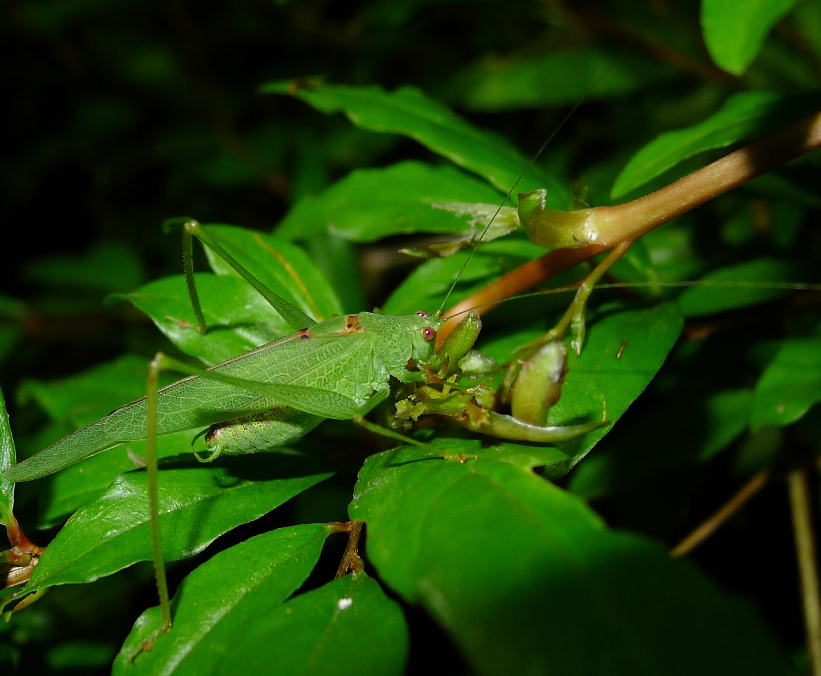 Phaneroptera nana