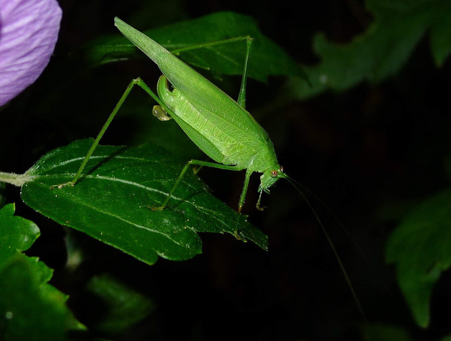 Phaneroptera nana