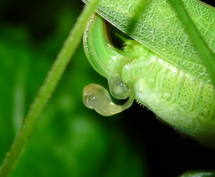 Phaneroptera nana