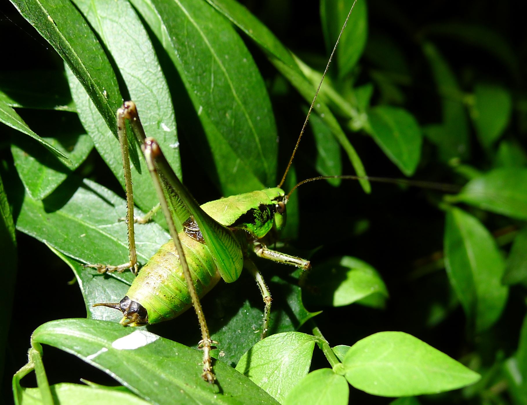 Eupholidoptera cfr. charbrieri charbrieri, maschio