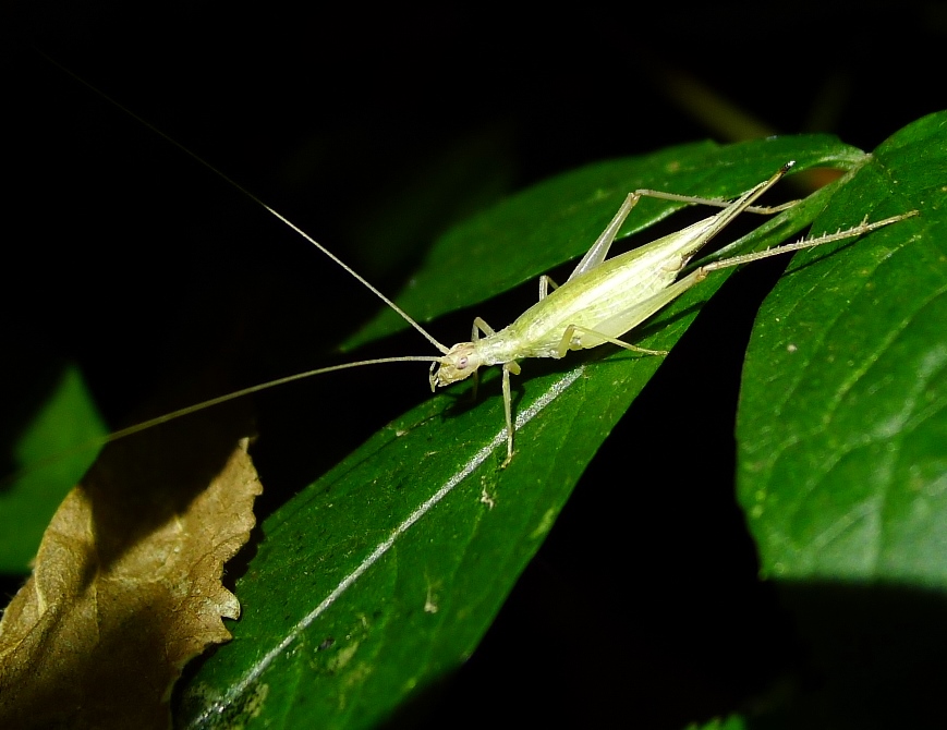 Oecanthus pellucens  (Oecanthidae)