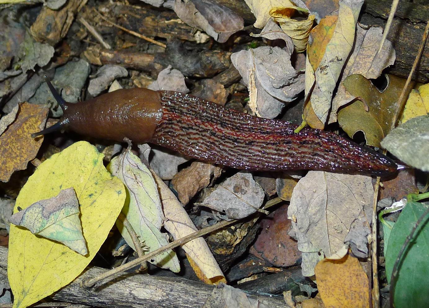 Limax cf. dacampi da Corte de Frati (Cremona)