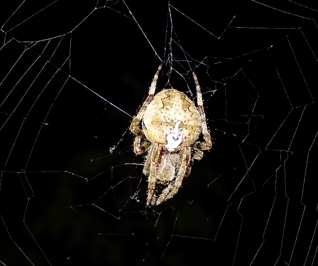 Araneidae : Araneus angulatus  - Cremona