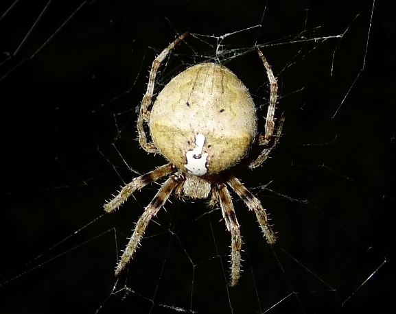 Araneidae : Araneus angulatus  - Cremona