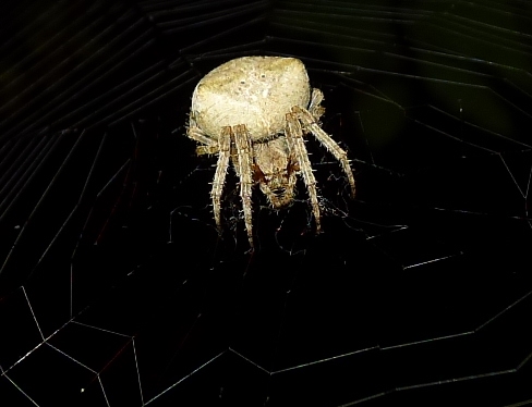 Araneidae : Araneus angulatus  - Cremona