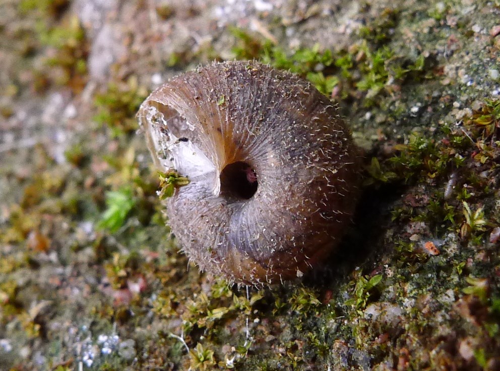 Xerotricha conspurcata