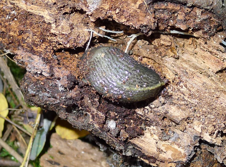 Limax cf. dacampi da Corte de Frati (Cremona)