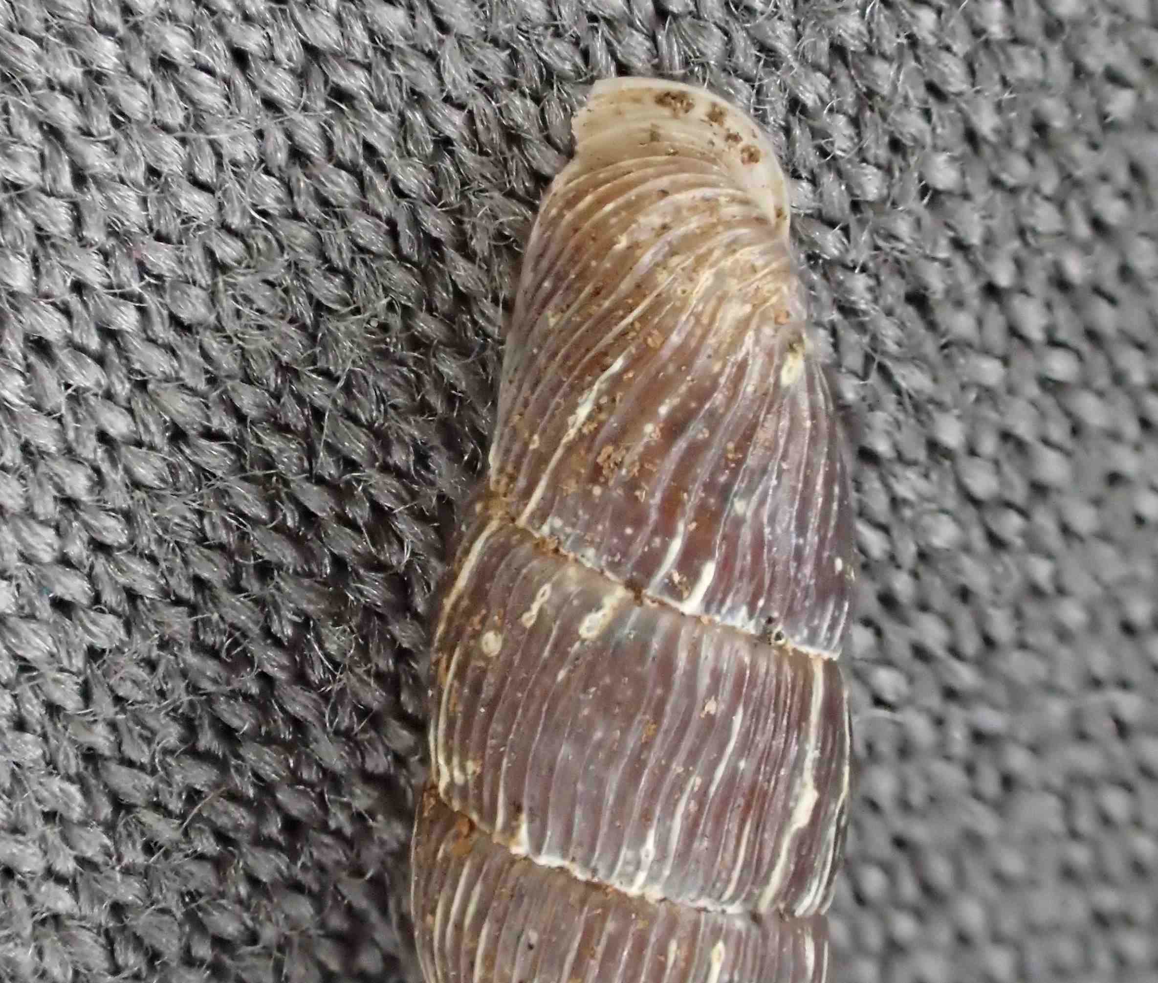 Clausilide