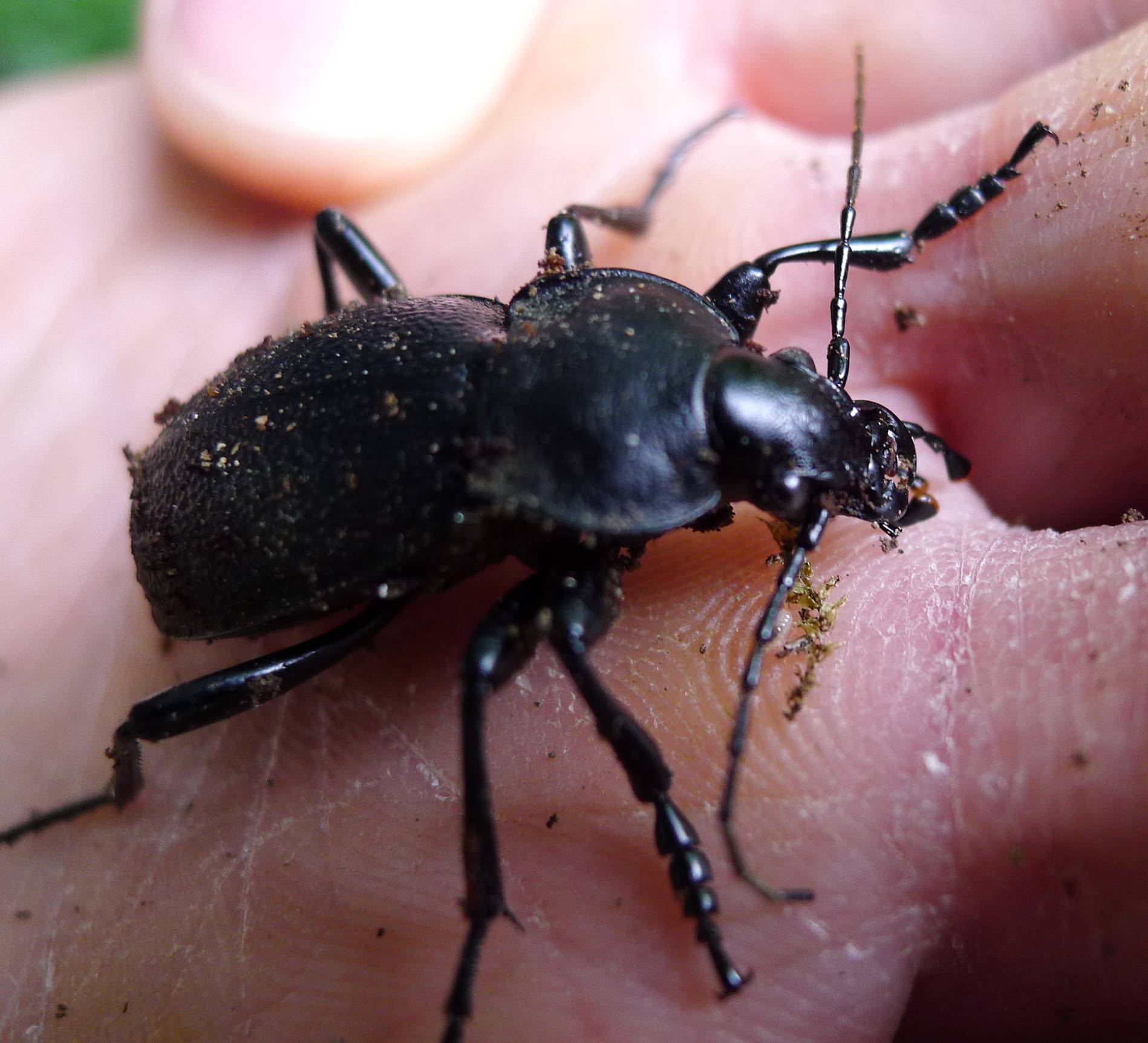 Sotto una corteccia - Carabus (Procrustes) coriaceus