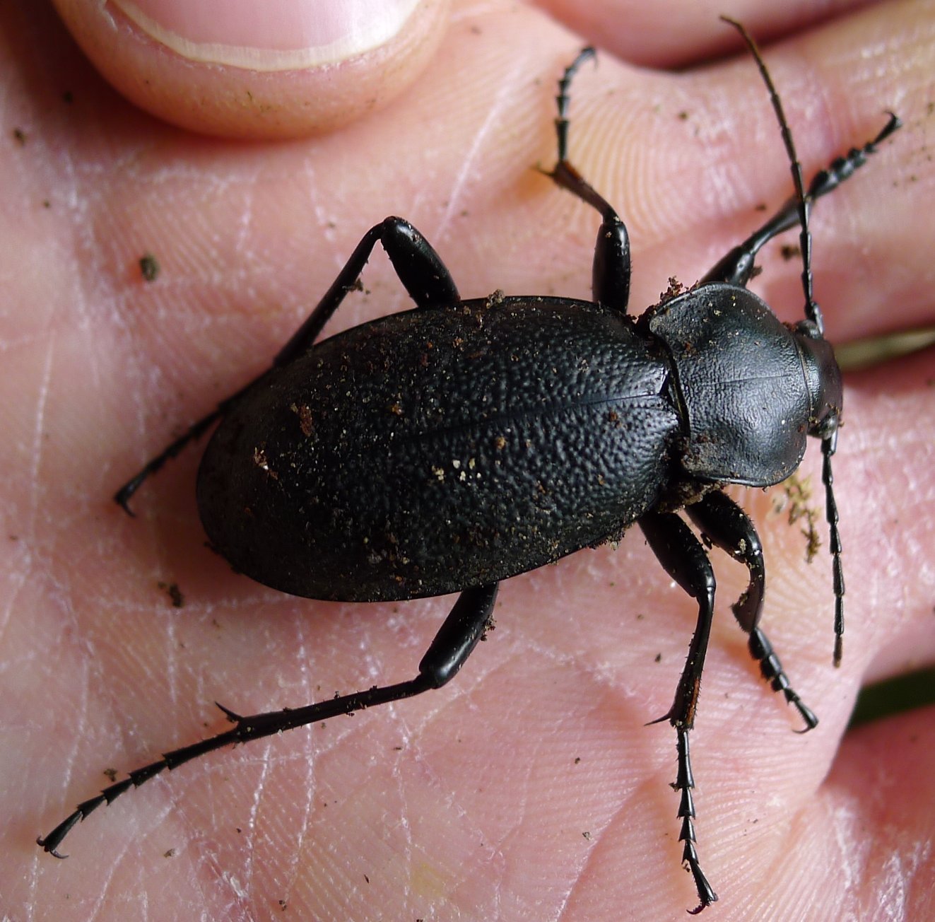 Sotto una corteccia - Carabus (Procrustes) coriaceus