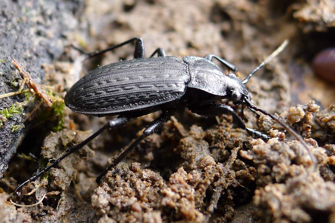 Carabus granulatus ssp. interstitialis