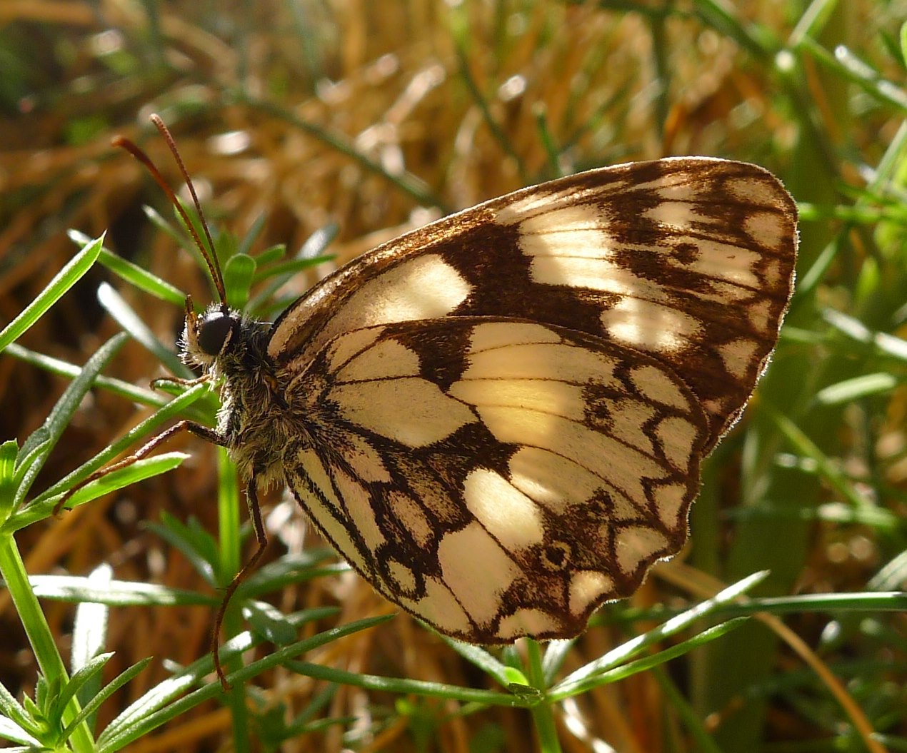 Sulle Dolomiti...lucane:  Melanargia galathea (Nymphalidae Satyrinae)