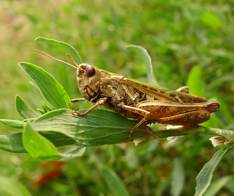 Che cavallette sono?  Omocestus (Omocestus) rufipes