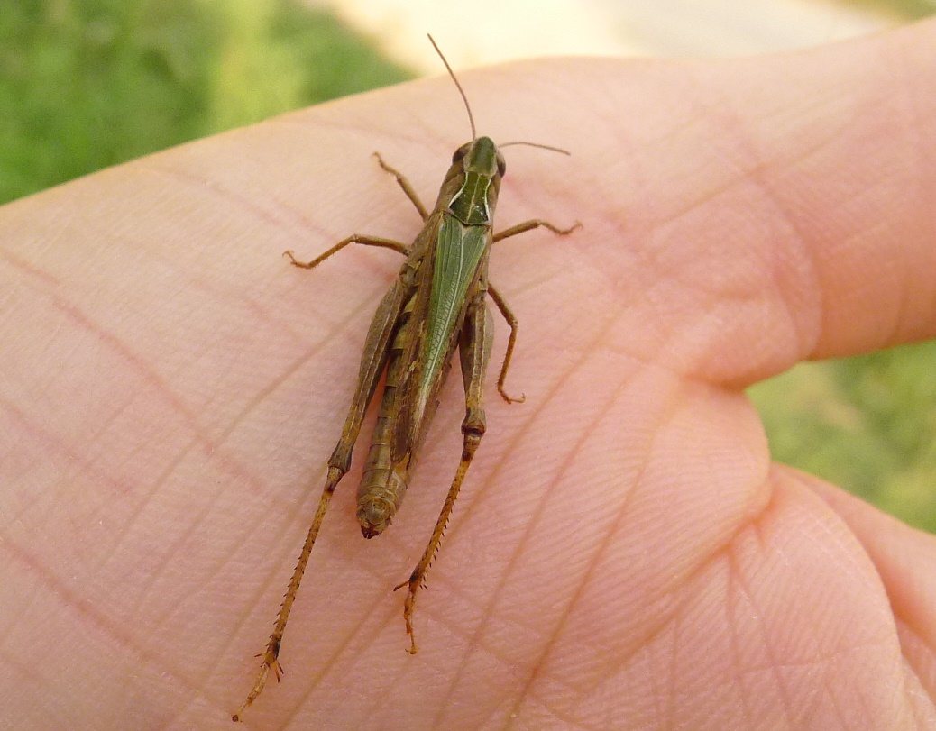 Che cavallette sono?  Omocestus (Omocestus) rufipes